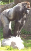 Nechvalně známá gorila Bokito