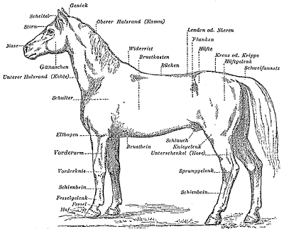 Koňská terminologie